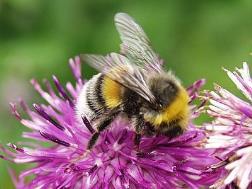 Bestäubungsfähigkeit; generell Überleben von Insekten/Wildbienen. Folge: Vogelrückgang!