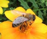 Bienengesundheitsdienst