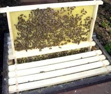 Bienenwachs kostbarer unverfälschter Naturrohstoff?