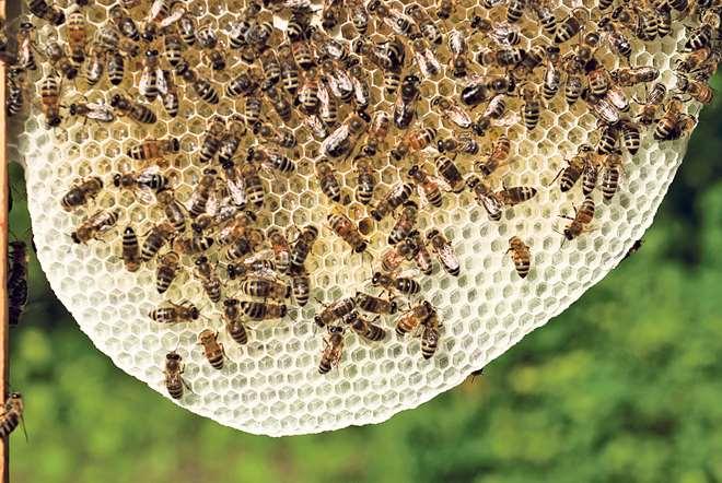 Bienenwachs chemische Zusammensetzung: Bienenwachs ist eine Mischung lipoider (fettartiger) Stoffe aus mehr als 300 Bestandteilen Bienenwachs besteht im wesentlichen aus 65% Ester (Myricin,