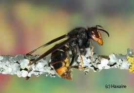 Schädigungen von Bienenvölkern, Verhalten der Bienen, mögliche Abwehrmaßnahmen: Berichte über Schädigung einzelner Bienenvölker punktuell massivere Probleme (Bereich um Bordeaux) Einstellen des