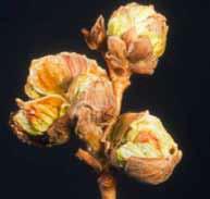 Die Blätter und Blütenknospen sind später vergallt, deformiert und verhärtet. Die Saugtätigkeit der Knospengallmilben führt zu den beschriebenen Symptomen.