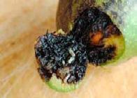 Walnuss-Fruchtfliegen (Rhagoletis completa und Rhagoletis suavis) Die grüne Fruchtschale verfärbt sich, das Gewebe bleibt aber feucht und unverletzt im Vergleich zu Symptomen, die von Pilzkrankheiten