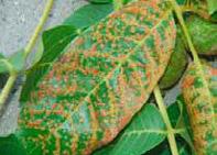 Die Blätter rollen sich ein oder sind in ihrer Gesamtheit deformiert. Vergleichbare Symptome entstehen auch an den grünen Nusshüllen.