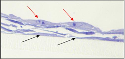 2 Semidünnschnitte des direkten Millicell -PCF-Systems 2 (E+K) Endothelzellen und Keratinozyten wuchsen im direkten Millicell -PCF-Systems 2 (E+K) nach 7 Tagen in vitro bereits in einer mehrlagigen