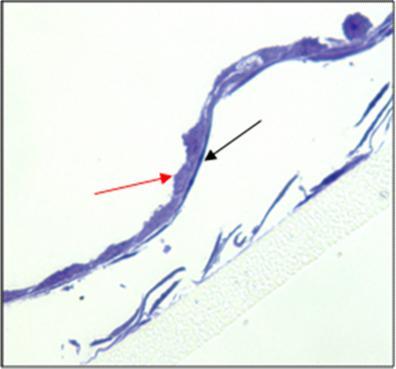 Ergebnisse Abbildung 50: Histologische Untersuchung des direkten Millicell -PCF-Systems 2 (E+K), 14 Tage in vitro Auf der obersten Zellschicht aus Keratinozyten (schwarzer Pfeil) liegende längliche