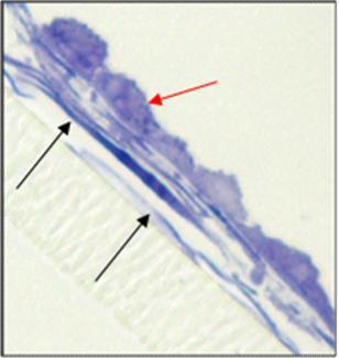 Ergebnisse Abbildung 52: Histologische Untersuchung des direkten Millicell -PCF-Systems 3 (Suspension) nach 7 Tagen in vitro Langestreckte Keratinozyten bedecken den Filter vollständig in mehreren