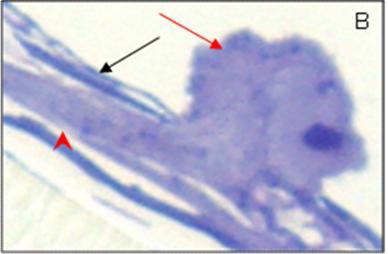 Vereinzelt wanderten am 14. Tag der Untersuchung in vitro langgestreckte Keratinozyten über die Endothelzellen hinweg (Abbildung 53).