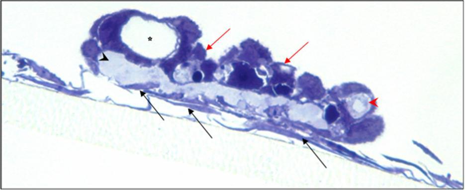 Ergebnisse Abbildung 55: Histologische Untersuchung des direkten Millicell -PCF-Systems 3 (Suspension) nach 28 Tagen in vitro Endothelzellkolonie auf langgestreckten Keratinozyten.