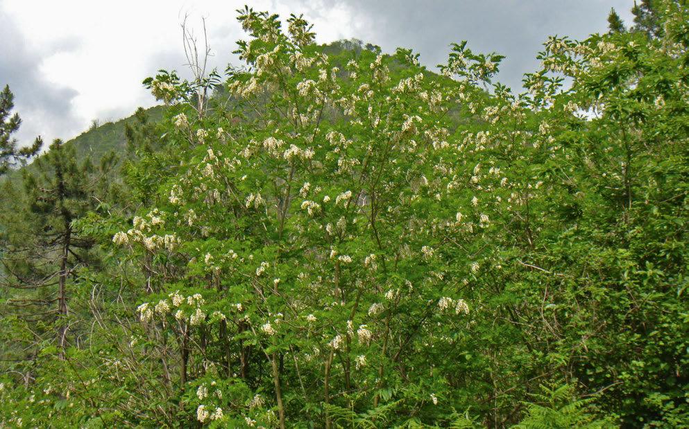 Robinie oder Falsche Akazie (Robinia pseudoacacia) Aufgeführt in Schwarzer Liste Die Robinie ist ein Baum, der bis über 30 m hoch werden kann.