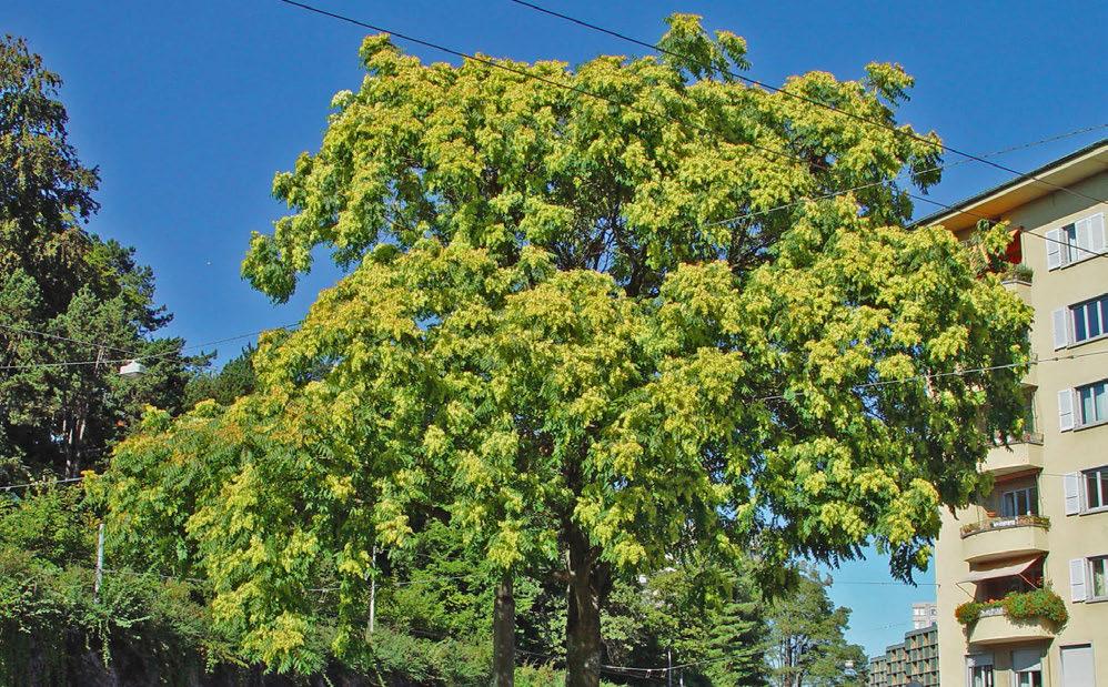 Götterbaum (Ailanthus altissima) Aufgeführt in Schwarzer Liste Der Götterbaum stammt ursprünglich aus Ostasien. Er kann bis zu 25 m hoch werden. Wie der Essigbaum ist er zweihäusig, d.h. es gibt männliche und weibliche Pflanzen mit den entsprechenden Blüten (Abb.