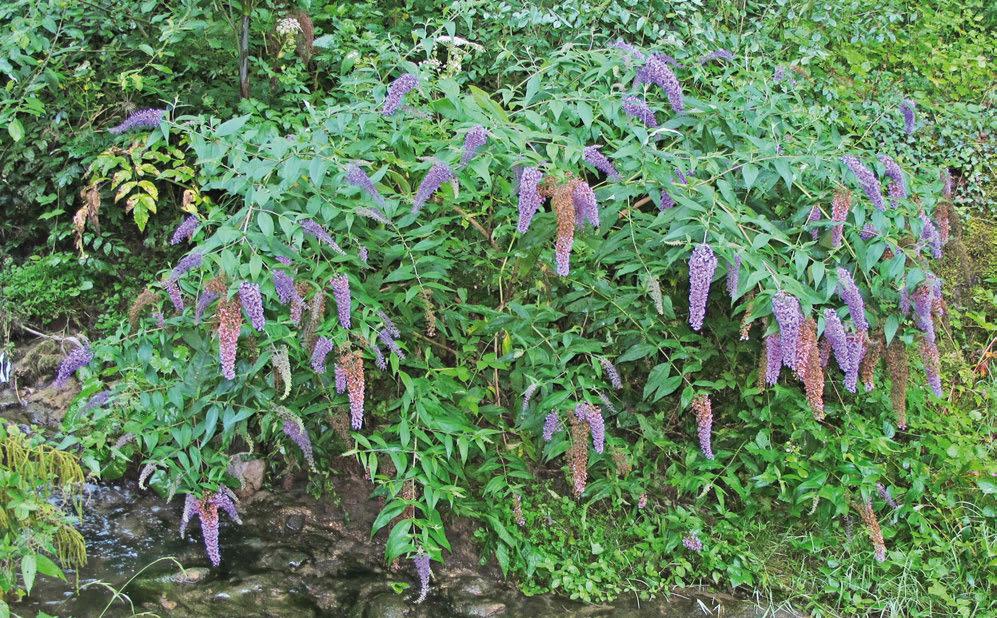Buddleja, Sommerflieder oder Schmetterlingsstrauch (Buddleja davidii) Aufgeführt in Schwarzer Liste Der Sommerflieder ist ein verholzender Strauch und kann über 3 Meter gross werden.