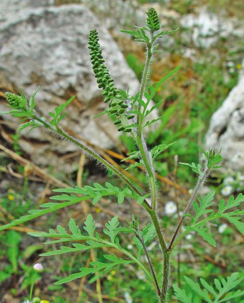 Aufrechte Ambrosie oder Traubenkraut (Ambrosia artemisiifolia) Verboten gemäss Freisetzungsverordnung Die Ambrosie kann bis maximal 90 cm gross werden.