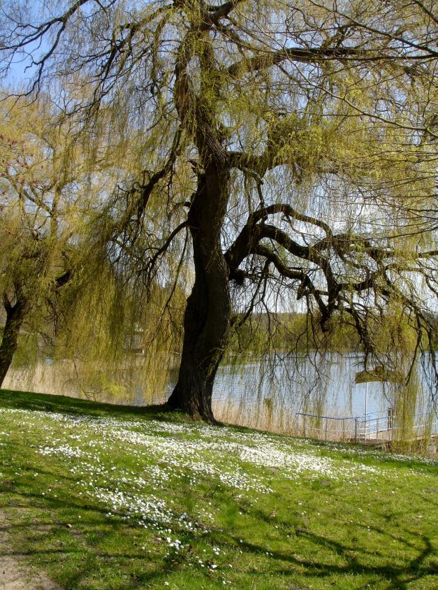 Am Schwarzen See in Flecken Zechlin. Die Gattung Salix weist einen enormen Formenreichtum auf, über 300 Arten sind bekannt. Auch Salix alba, die Silberweide, variiert stark.