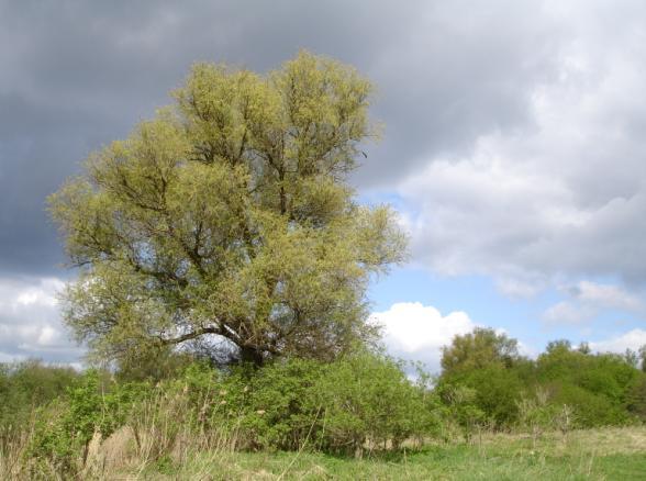 Landschaftsgestalter Silberweide Stattlicher, mittelgroßer Baum mit schlankem,