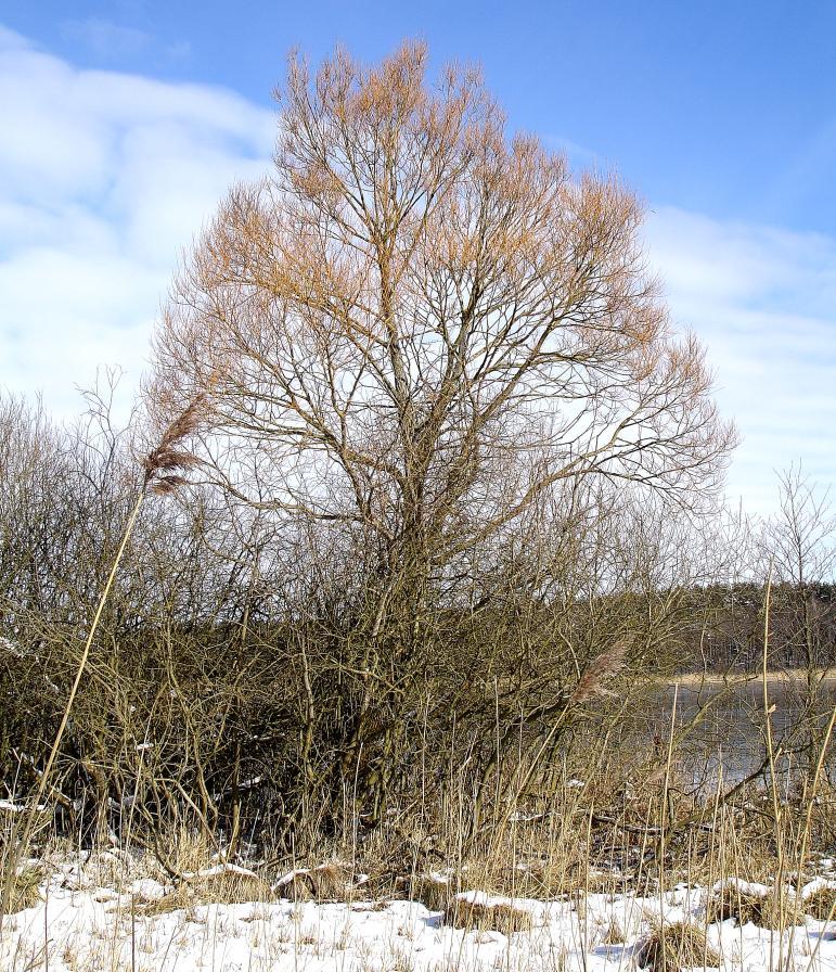Dotterweide am Braminsee. Eine Variante der Silberweide ist die so genannte Dotterweide. Namensgebend sind die Zweige in der Farbe der Eidotter, rötlich-gelb.