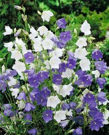 Wie verliebt schmiegen sich die violettblauen und weissen Glocken der Pfirsichblättrigen Glockenblume (Campanula persicifolia) aneinander.