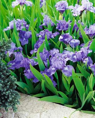 Die Wiesenschwertlilie (Iris sibirica) liebt kalkhaltige, wechselnasse Böden, idealerweise am Rand von Teichen oder Bächen.
