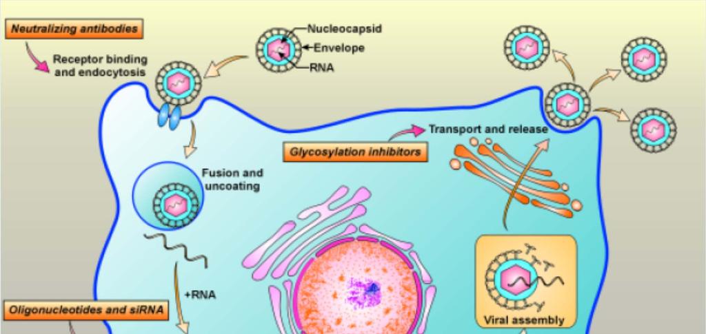 HCV Replikation ist limitiert auf das Zytoplasma