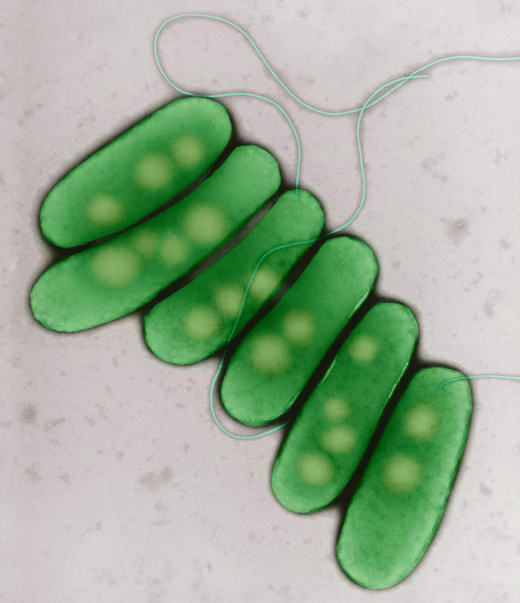 6 Abteilung für Krankenhaushygiene ten Gabe von Antibiotika entstanden oder auch durch die heute üblichen Methoden der Massentierhaltung bedingt.