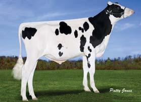 Stantons HIGH OCTANE Geb.: 20.02.20 HB-Nr.: 507 439 aaa: 3 McCutchen x Observer Ms Chassity Obs Claire VG-87 1. La.: 16.