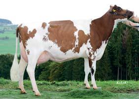 TGD-Holstein BASIST PP RED Swiss Genetics Geb.: 02.10.2014 HB-Nr.: 298 326 aaa: 243 Basilea Seven Delect x Seven TGD-Holstein Seven Basilea VG-85 1. La.: 9.