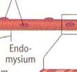 unterscheiden sich sowohl im histologischen Aufbau alss auch funktionell.