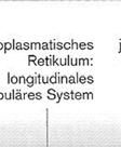 Konformationsänderung des Troponinkomplexes mit resultierender