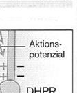 musss die Ca 2+ - Konzentration im Sakroplasma wieder auf/unter 10-7