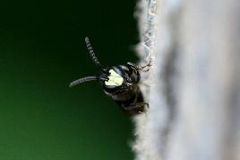 Garten-Blattschneiderbiene