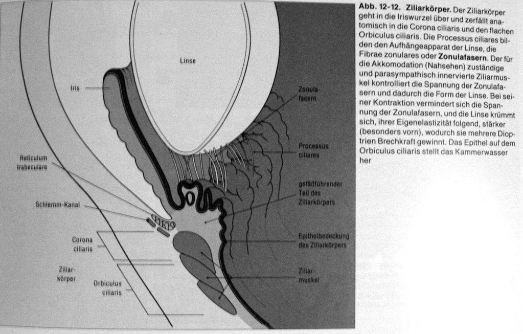 Das Stroma des Ziliarkörpers beinhaltet neben lockerem Bindegwebe, Gefäßen, Melanozyten und elastischen Fasern den glatten Musculus