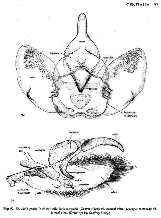 Morphologische Charakterisierung: Lepidoptera Die Genitalstrukturen und Geschlechtsorgane: Der männliche Genitalapparat (bestehend aus Teilen des 9. und 10.