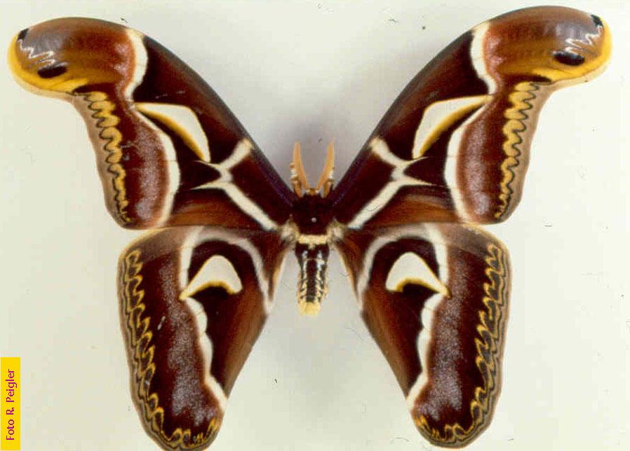 Lepidoptera Imagines: Attacus