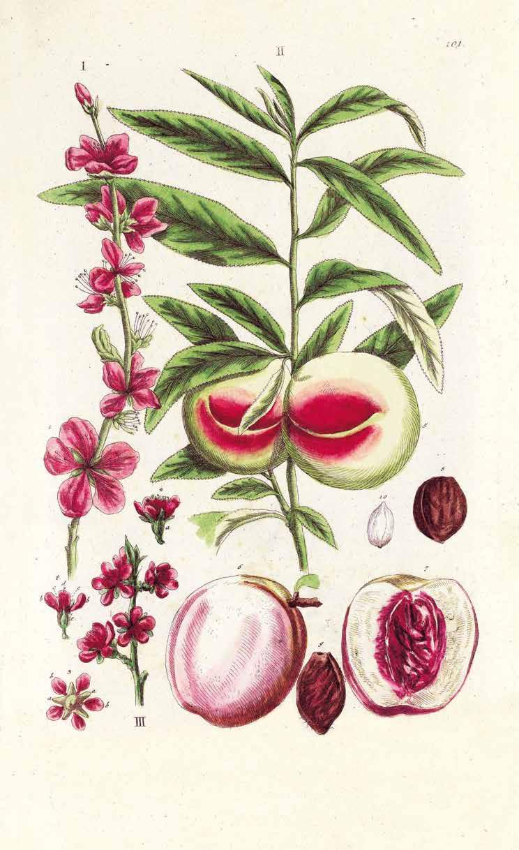 JULI 27. Woche Pfirsich Prunus persica In ihrer Heimat China werden Pfirsiche bereits seit über 4000 Jahren angebaut.