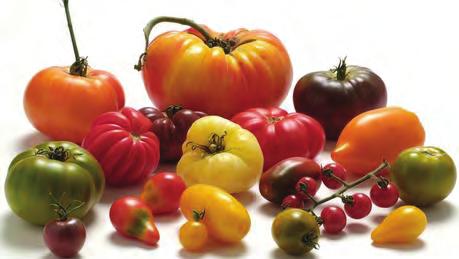 IB29 Tomaten Tomaten kommen ursprünglich aus Südamerika. Erst um 1900 wurde die Tomate in Europa als Lebensmittel bekannt. Vorher galt sie als Zierpflanze, manchmal als Heilpflanze.