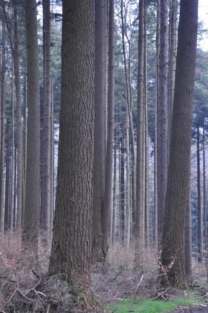 Douglasie seit 1885 in Oberösterreich gepflanzt höchster Baum 60,5 m bis 127 cm BHD verträgt sommerliche