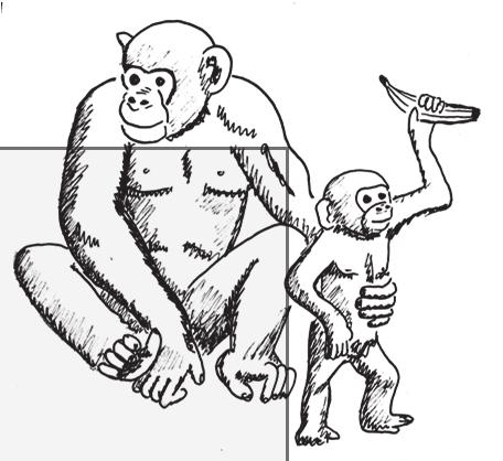 46 Baustein S3 2 Sätze in Textaufgaben genau lesen 2.1 Bei der Schimpansenfamilie Die Schimpansin Jola zeigt ihrem Schimpansenjungen Badru, was er alles fressen kann.