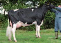 2002 10,00 Euro LARON PHornlos Laron P Der Whistler-Sohn ist ein rein kanadisch gezogener Jersey-Stier und stammt aus