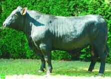 2005 8,00 Euro Der rote Angus-Stier bringt eine harmonische Nachzucht mit guter Bemuskelung