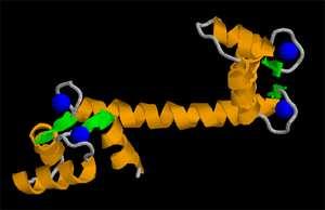 Polcalcine Kalzium bindende Proteine (EF Hand Proteine) Kreuzreaktiv zwischen