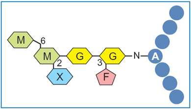 CCD s( cross reactive carbohydrate determinants) Bindung von IgE an CCD s: >spezifisch