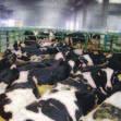 Kaufaufträgen in alle Regionen Deutschlands Rinderexporte in die ganze Welt reibungslose Ankäufe direkt beim