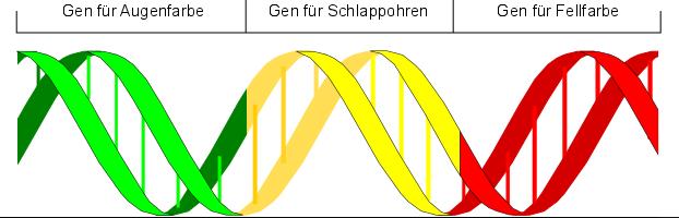 11 Nukleinsäuren Übersicht: 11.1 Die DNA: Speicher der Erbinformation 11.2 Der Aufbau und die Komponenten der DNA 11.3 Doppelstrang und Doppelhelix 11.4 Der genetische Code 11.