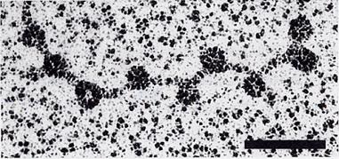 zylindrisch geformtes Histonoktamer Die einzelnen Nucleosomen sind