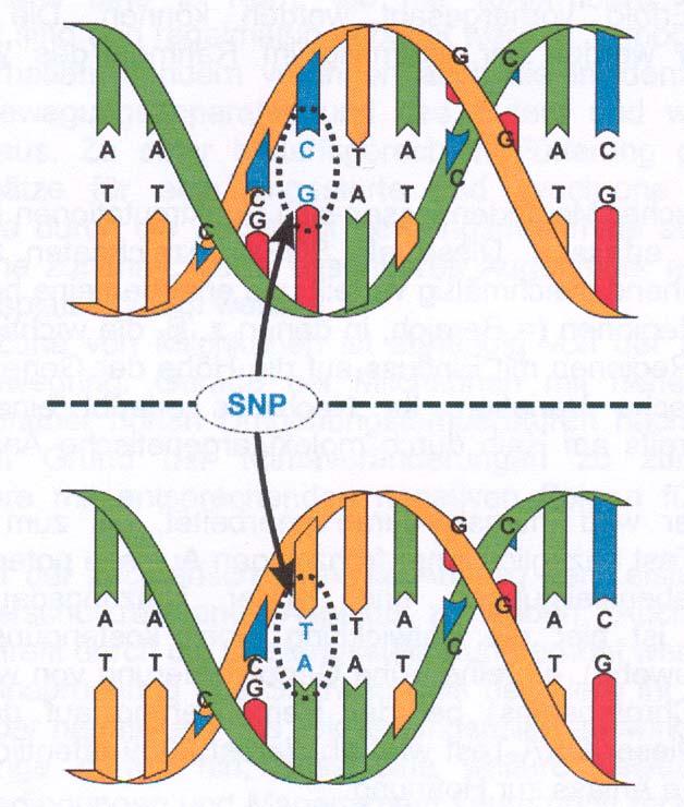 .olymorphisms (Einzelnukleotid- Polymorphismen) Veränderungen einzelner Basenpaare in einem DNA-