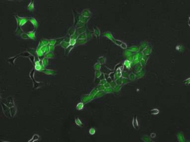 Telomerase-inhibierten und den Telomerase-positiven Zellen festzustellen waren,