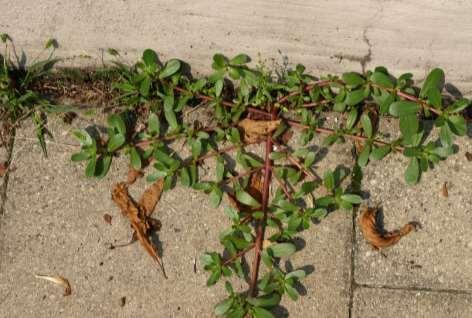 Eragrostis minor Oxalis