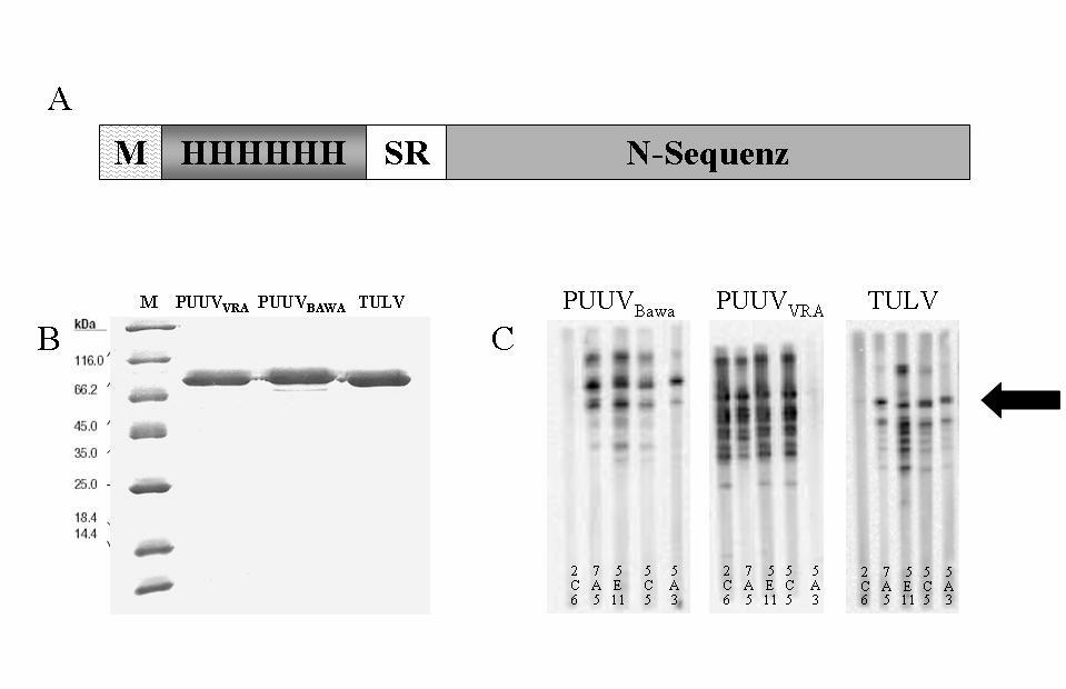 Abb. 4: Schematische Darstellung der Struktur eines in Hefe synthetisierten Hantavirus-Nukleokapsid-Proteins (A), Nachweis der gereinigten Proteine der PUUV-Stämme Vranica-Hällnäs (PUUV-Vra) und Bawa