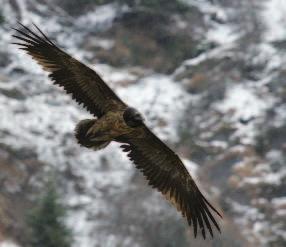 Tirol - Osttirol Die Bartgeiersituation in Osttirol ist seit Jahren recht konstant. Zumindest ein ausgefärbter Bartgeier befliegt die Bereiche des nördlichen Osttirols und des Oberpinzgaus.