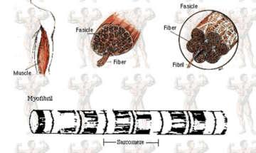 Myosin: Linearmotor der Muskeln
